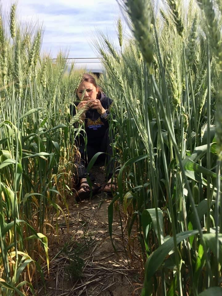 Increasing Seeding Rate to manage FHB in Wheat